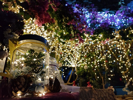 クリスマスライトアップのお知らせ 開花情報 神奈川県立大船フラワーセンター