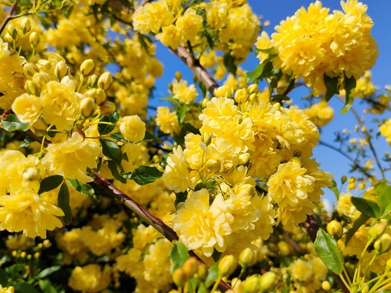 モッコウバラが満開です 開花情報 神奈川県立大船フラワーセンター