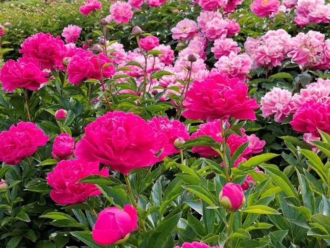 立てば芍薬 開花情報 神奈川県立大船フラワーセンター