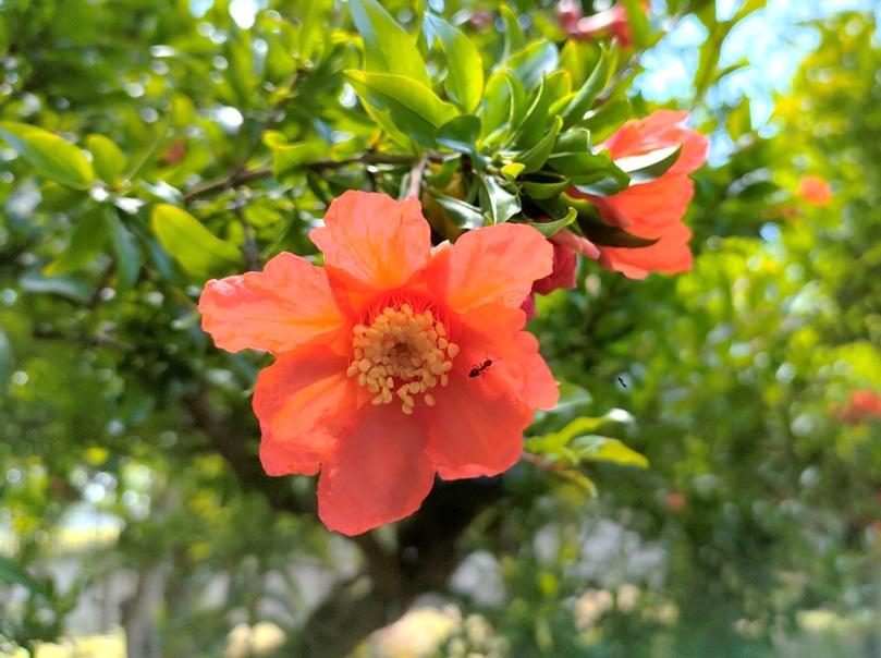 初夏のタコさんウィンナー 開花情報 神奈川県立大船フラワーセンター